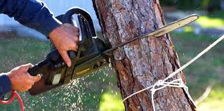 How Our Tree Care Process Works  in Hartford, WI